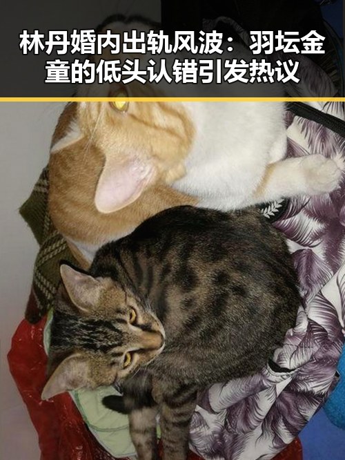 林丹婚内出轨风波：羽坛金童的低头认错引发热议